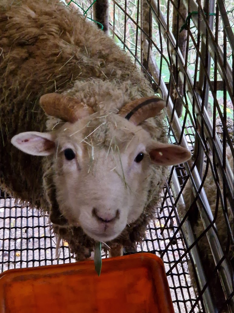 baby sheep from taiwan